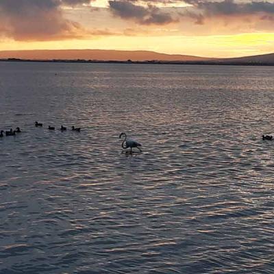 Etang Flamants