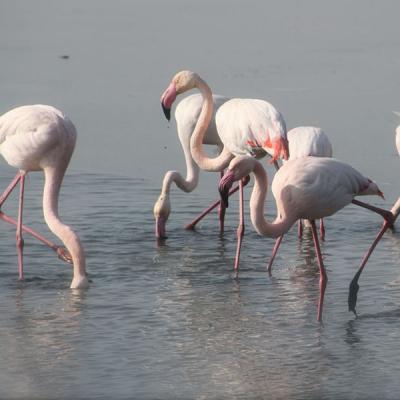 Flamants Roses