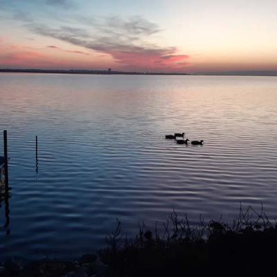 Coucher De Soleil 2 Canards