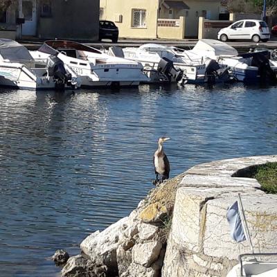 Heron Port De Perols