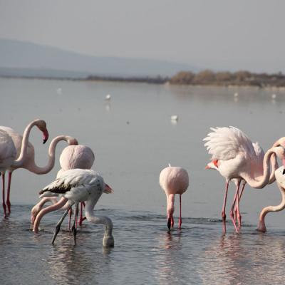 Flamants Roses