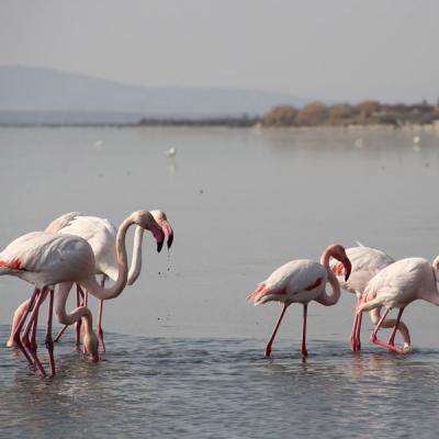 Flamants Roses